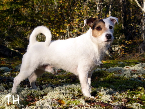 loka 2004.JPG - Neljän vuoden ikäisenä